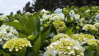 Rực rỡ vườn hoa cẩm tú cầu ở xã Thải Giàng Phố, huyện Bắc Hà