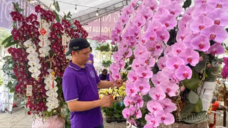 Sôi động thị trường hoa Tết