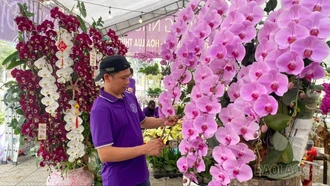 Sôi động thị trường hoa Tết