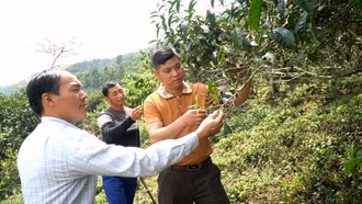 Khi người trẻ dẫn lối, mở đường