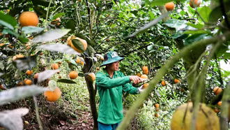 Vụ cam chín muộn