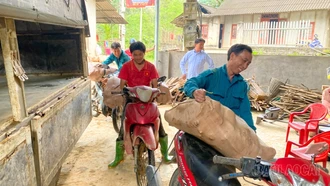 Mùa sung túc ở Khe Kẹn