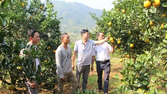 Tết ở vùng cam Chấn Thịnh