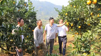 Tết ở vùng cam Chấn Thịnh