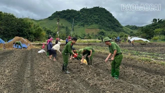 Công an xã Văn Bàn hỗ trợ khoai tây giống cho người dân bị ảnh hưởng bởi mưa bão 