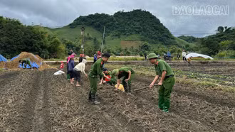 Công an xã Văn Bàn hỗ trợ khoai tây giống cho người dân bị ảnh hưởng bởi mưa bão 