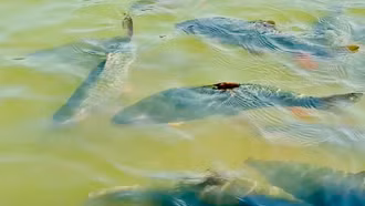 Nhân giống thành công cá bỗng đặc sản tại xã Cốc San