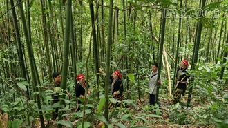 Người dân Phìn Ngan giữ rừng
