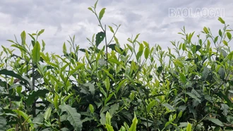Lộc trời trên núi Ngải Trồ
