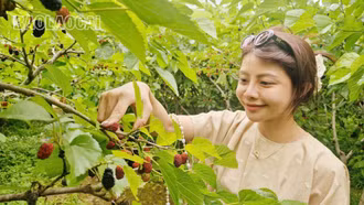 Trải nghiệm mùa quả chín trên “cao nguyên trắng” Bắc Hà