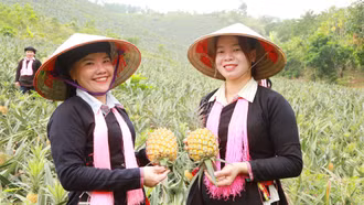 Xã Trịnh Tường: Vụ dứa năm 2026 mang về gần 10 tỷ đồng cho người dân