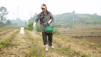 Đầu xuân xông đất vùng dâu Trấn Yên