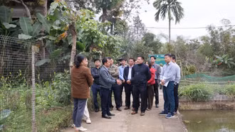 Trung tâm Khuyến nông Quốc gia thăm, hỗ trợ mô hình nuôi cá rô phi tại xã Khánh Yên