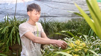 [Ảnh] Mùa lan "di cư"