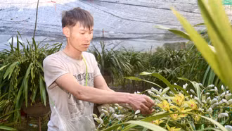 [Ảnh] Mùa lan "di cư"