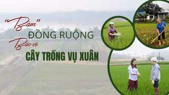 "Bám" đồng ruộng bảo vệ cây trồng vụ xuân 