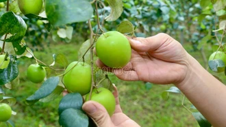 [Ảnh] Nông dân Bát Xát vào vụ thu hoạch táo xanh