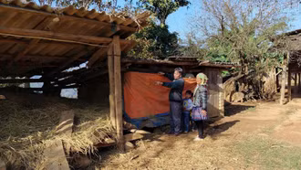 Vùng cao chủ động phòng, chống đói, rét cho đàn gia súc