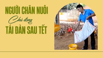 Người chăn nuôi chủ động tái đàn sau Tết