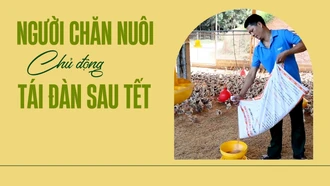 Người chăn nuôi chủ động tái đàn sau Tết