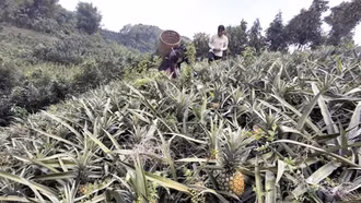 Bát Xát nâng cao giá trị cây dứa bằng đổi mới kỹ thuật