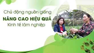 Chủ động nguồn giống, nâng cao hiệu quả kinh tế lâm nghiệp