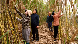 Đất mía ngọt ngào