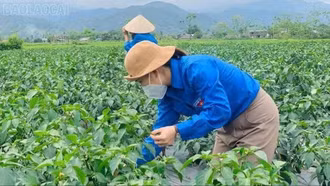 Cầu Thia: Kinh tế khởi sắc từ dân vận khéo