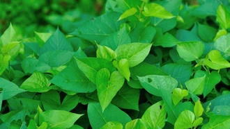 Hợp chất sinh học trong rau khoai lang phòng ngừa ung thư