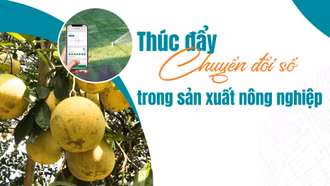 Thúc đẩy chuyển đổi số trong sản xuất nông nghiệp