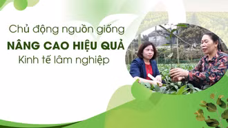 Chủ động nguồn giống, nâng cao hiệu quả kinh tế lâm nghiệp