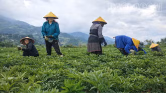 Púng Luông trồng thành công cây Đương quy