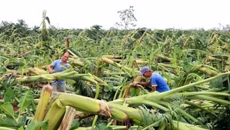 Đề xuất mới về bảo hiểm nông nghiệp