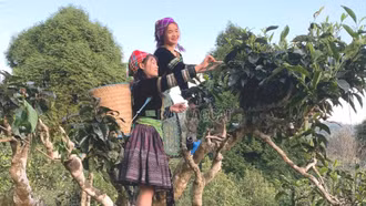 Khát vọng đưa nông sản Lào Cai từ "rừng xanh" ra "biển lớn"