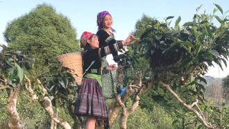 Khát vọng đưa nông sản Lào Cai từ "rừng xanh" ra "biển lớn"