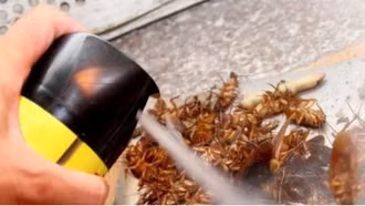 Quy định mới: Những hóa chất không được sử dụng trong chế phẩm diệt côn trùng, diệt khuẩn