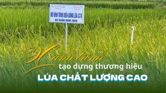 Hành trình tạo dựng thương hiệu lúa chất lượng cao