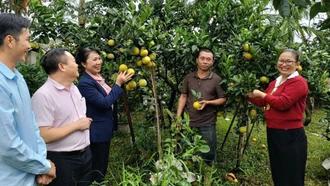 Quy Mông phát triển sản xuất nông nghiệp theo hướng liên kết