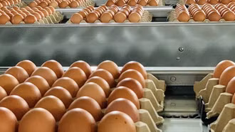 Hạn ngạch thuế quan nhập khẩu muối, trứng gia cầm 2026