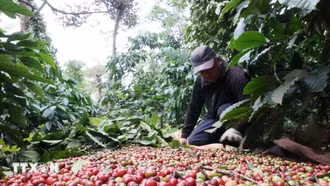 Việt Nam và sứ mệnh định hình lại 'bản đồ' càphê toàn cầu