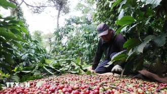 Việt Nam và sứ mệnh định hình lại 'bản đồ' càphê toàn cầu