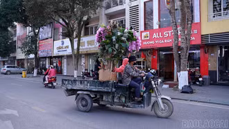 Tiểu thương phường Lào Cai tất bật đưa hoa ra chợ Tết