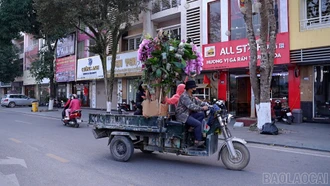 Tiểu thương phường Lào Cai tất bật đưa hoa ra chợ Tết