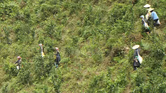 Bản Liền vào vụ chè xuân 
