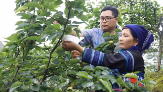 Mường Hum giảm hộ nghèo 5,6% nhờ phát triển sinh kế