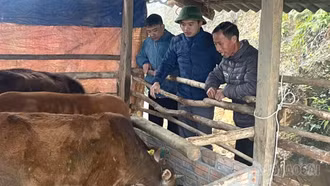 Phát triển sinh kế bền vững - “đòn bẩy” giảm nghèo ở Trạm Tấu