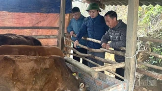 Phát triển sinh kế bền vững - “đòn bẩy” giảm nghèo ở Trạm Tấu