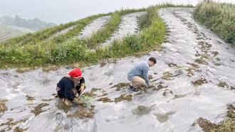 Xã Cốc San vào vụ trồng dưa hấu