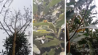 Xã Văn Bàn chủ động phòng trừ sâu bệnh hại cây trồng vụ xuân 2026