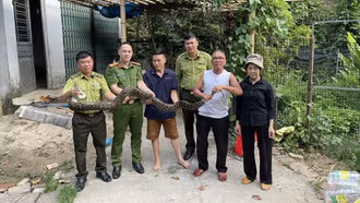 Lào Cai: Người dân tự nguyện bàn giao trăn hoang dã, khỉ đuôi lợn quý hiếm cho cơ quan chức năng